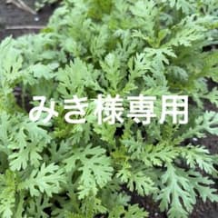 みき様専用のサムネイル
