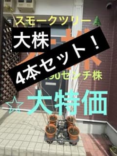 写真追加しました⭐︎スモークツリー⭐︎超大株　大特価 写真追加しました⭐︎スモークツリー⭐︎超大株 大特価 - メルカリ