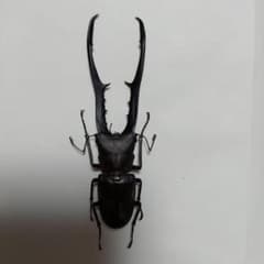 メタリフェルホソアカクワガタ　ペレン島　ブラック　WD　約93ミリ　標本 メタリフェルホソアカクワガタ 標本 ブラック ペレン 約93ミリ WD