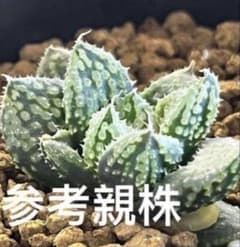 ハオルチア 闇の森 葉挿し 発根済み - メルカリ