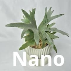 メルカリ便】 P. Willinckii Nano(spore)64 - メルカリ