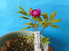山野草（ボタン科）　真赤紅ヤマシャクヤク~雄大紅　大小３茎立 山野草（ボタン科） 紅花ヤマシャクヤク 火の鳥 - メルカリ