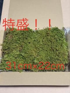 ハイゴケ 苔 (31cm×22cm)のサムネイル