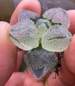 多肉植物 ハオルチア 氷星球オブツーサ錦 変異系 超美品 - メルカリ