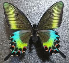 大特価 極美麗 ミヤマカラスアゲハ 蝶 標本 - メルカリ