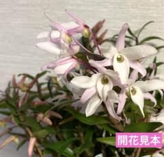 セッコク 株分苗 花色:うすピンク 赤軸 6 - メルカリ
