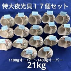 特大夜光貝 ヤコウ貝 まとめ売り 16個 約20kg アクセサリー ルアー