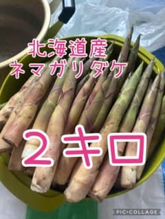 【5/10採取】北海道産●朝採り！ネマガリダケ！根曲がり竹！2キロのサムネイル