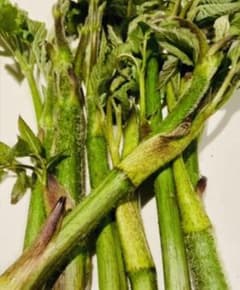 量も多く格安です！天然ウドのサムネイル