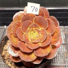 36#植物アエオニウム❤️ハロウィンブラック糸引き锦❤️1大頭3小頭14cm拨き苗 70#観葉植物 アエオニウム錦❤️ ハロウィン ❤️1大頭3小頭13cm 拔き