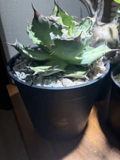 アガベチタノタ蟹 大株 鉢ごと - メルカリ