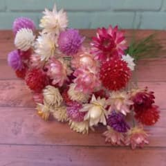 ヘリクリサム&千日紅ドライフラワーのサムネイル