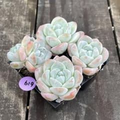NEW❗️619 多肉植物 エケベリア 氷玉 抜き苗 寄せ植え 4苗セット