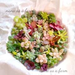 そ*に様 ⑭大きめ苗! 青鬼❣️華切子❣️ちょこん❣️発根済 6苗メルカリ便送料 ネコポス発送s9×2 人気 只今増量中❣️ちまちま寄せ植え カット苗 多肉