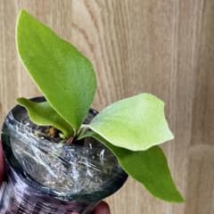 う*み様 【ビカクシダ】P. Willinckii cv. Dwarf Tatsのサムネイル