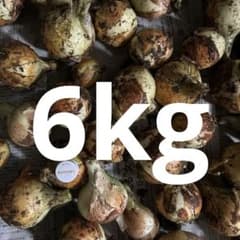 自家栽培 新玉ねぎ 無農薬、無化肥　6kgのサムネイル