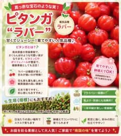 ピタンガ　優良品種ラバー　接木苗　熱帯果樹 た*こ様 ピタンガ 優良品種ラバー 熱帯果樹 結実経験あり - メルカリ