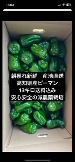 朝どれ新鮮☀️産地直送✨高知県産ピーマン13キロ送料込み！安心安全の減農薬栽培 朝どれ新鮮☀️産地直送✨高知県産ピーマン13キロ送料込み！安心安全の