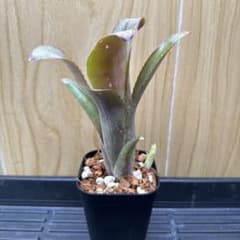 #18 Billbergia 'Tequila Sunset' 子株付きのサムネイル