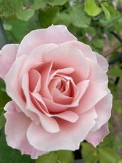✨サーモンピンクの花持ち抜群の薔薇✨ 良い苗のサムネイル