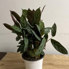 【希少】　クテナンテ セトーサ コンパクトスター 美株 観葉植物のサムネイル