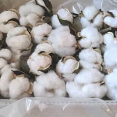 綿の実  コットンフラワーのサムネイル