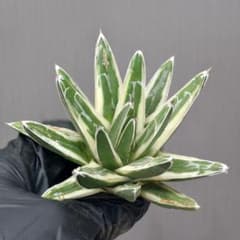 z8精選極優良血統 多肉植物 アガベ チタノタ 氷山 - メルカリ