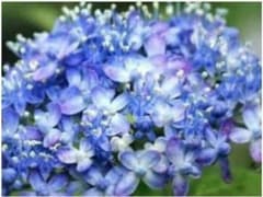 あじさい三河千鳥挿し穂3本のサムネイル