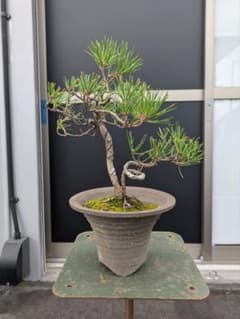 黒松 盆栽 捻転幹 鉢植え - メルカリ