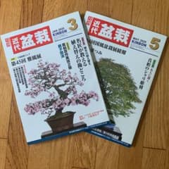 盆栽　近代盆栽　3月＆5月　セット売りのサムネイル