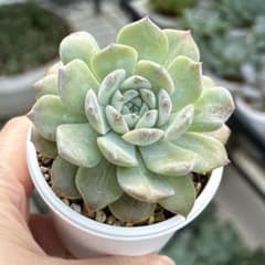 多肉植物 抜き苗 アメイジンググレイス - メルカリ