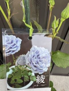 青バラ バラAya 綾 青紫の苗木 接木 新苗 ブルーローズ ① - メルカリ