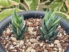 【美苗・2株セット】ハオルチア 青瞳（碧玉塔）ジャコブセニアナ 硬葉系 多肉植物のサムネイル