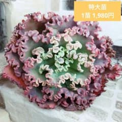 訳あり特価品◎メリディアン(超特大苗)◎多肉植物 輸入苗 エケベリア等 メリディアン(特大苗)◎多肉植物 カット苗 輸入苗 エケベリア等 - メルカリ