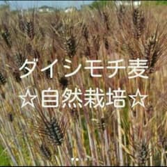 自然栽培　ダイシモチ麦500gのサムネイル