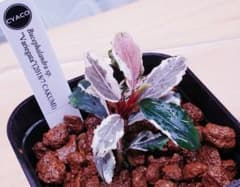 Bucephalandra sp. Variegata Hn:福袋 CAKUMI - メルカリ