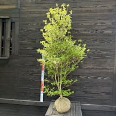 ドウダンツツジ/大株【現品発送】管理80173 - メルカリ