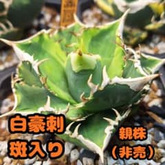 アガベ 白豪刺 斑入り 発根済みのサムネイル