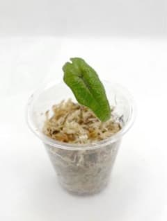 《Ａ》アロカシア ジャックリン／Alocasia Jacklynのサムネイル