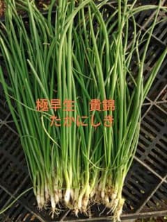 極早生 貴錦 たかにしき 玉ねぎ苗 50本＋α - メルカリ