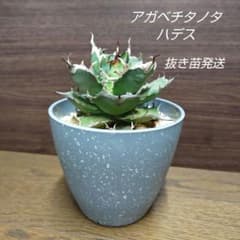 アガベ チタノタ ハデス 抜き苗(観葉植物、多肉) - メルカリ