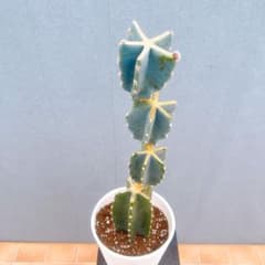 現品 サボテン 柱サボテン ブランチ 鬼面角 31番 ドライガーデン 多肉