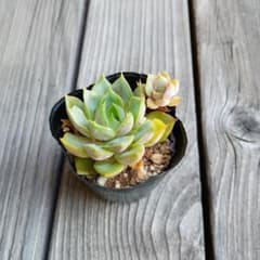 多肉植物　エケベリア　ロマンのサムネイル
