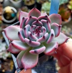 リンゼアナ ざわわ 青札 おらいさん 土付き発送 多肉 - メルカリ