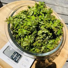 【無農薬】花山椒 新芽 木の芽 蕾100g 限られた期間だけの幻 希少旬菜のサムネイル