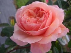 ER リアンダー 芽接ぎ苗 バラ イングリッシュローズ - メルカリ