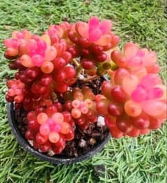 多肉植物 レッドベリー錦 1ポット 抜き苗 エケベリア韓 - メルカリ