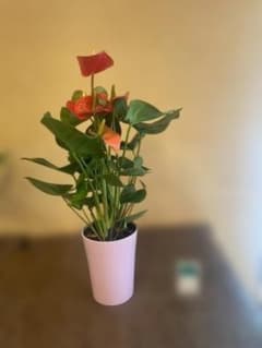 アンスリウム 【鉢ごと配送】 観葉植物のサムネイル