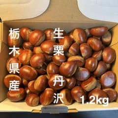 【秋の味覚】栗　生栗　約1.2kg　無農薬　和栗　果物のサムネイル