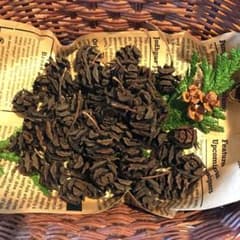 木の実・素材　メタセコイア50コのサムネイル